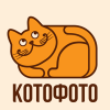Котофото